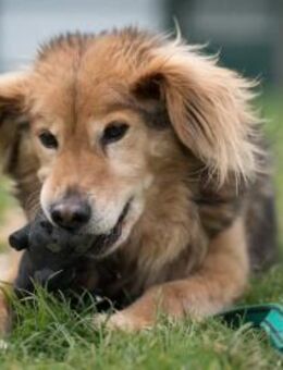 BATIDO - anhängliche treue Seele - Overath