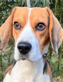 Basti - ruhig & ausgeglichen - Lohmar