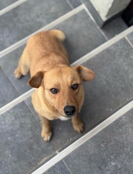 Trudi - jung, verträglich, lebhaft - Berlin