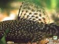 Aquarium Fisch; Antennenwels (Ancistrus sp.) ab 1,-€ in 50374