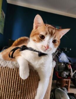 den Traumkater findest du in Meerbeck - Augsburg