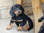 Hundewelpen, kleine Hundejungs, Rüden - Jack Russel - Kopov - suchen neues Zuhause - Dingelstädt
