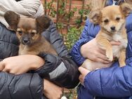 Chihuahua Papillon Mix Welpen - Bad Königshofen (Grabfeld)