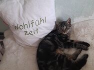 Kleiner Kater sucht ein liebevolles Zuhause - Mechernich