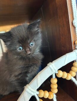 Kitten British Langhaar Persa Mix - Heidelberg