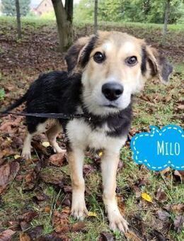 Milo ein verspielter Menschenfreund - Flörsheim-Dalsheim