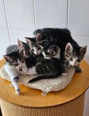 Kitten suchen ein Zuhause in 46395