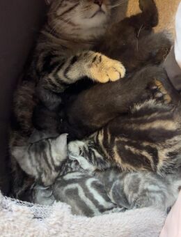 6BKH Babys, entwurmt+entfloht+Starter Paket, ab Februar - Gelsenkirchen