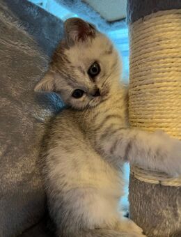 Reinrassige BKH Kitten - Werdau