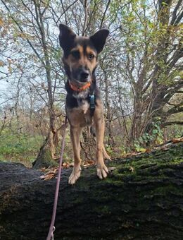 Pukki Herz auf 4 Pfoten - Jade