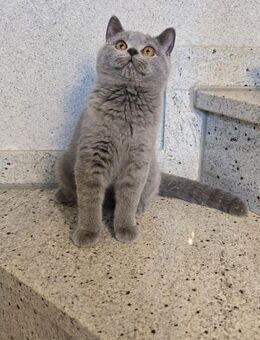 REINRASSIGE BKH KITTEN, ABGABEBEREIT !!! - Dortmund
