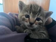Babykatze , hauskatze - Bräunlingen