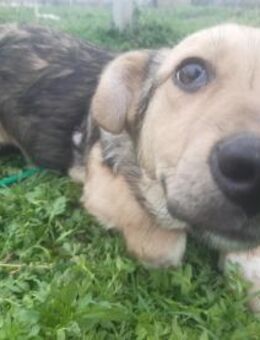 Baby 🐾❤️ MICHEL wartet auf seine Famili - Eichendorf