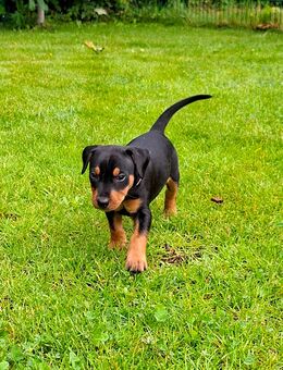 Deutsche Pinscher Welpen - Neustadt (Weinstraße)