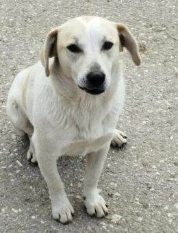 LEMONIA - sucht liebevolle Hundeeltern - Aerzen