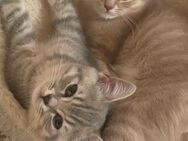 BKH Kitten suchen ein liebevolles Zuhause - Buchholz (Nordheide)