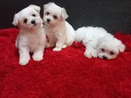Malteser welpen - Haren (Ems)