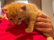Kätzchen, Kitten, Katzenbabys - Dippoldiswalde