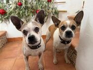 Manuel & Lole suchen gemeinsames Zuhause - Dortmund