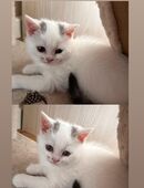 Katze Babys in 63450