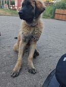 Leonberger rüde in gute Hände abzugeben in 31855