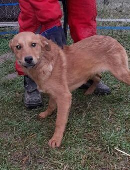 Miksa von kettenlos - Bollingstedt