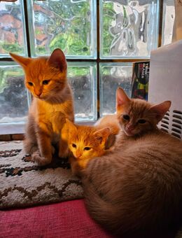 Kittens - Braunschweig