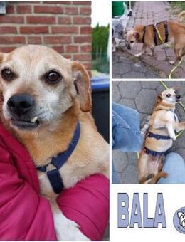 BALA -Menschenbezogen & zauberhaft- - Duisburg