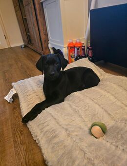 Labrador Dobermann Welpe - Weida