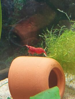Rote Sakura Garnelen abzugeben, halten und Reinigen das Aquarium sauber. - Marsberg