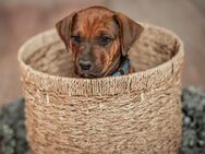 Welpen Großer Schweizer Sennenhund x Rhodesian Ridgeback - Nörvenich