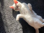 BKH Kitte Tabby - Hannover