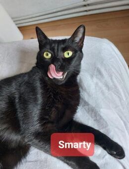 🖤Hübsche schwarze Katze Smarty🖤 - Eislingen (Fils)