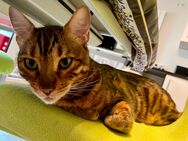 Ein liebevoller Bengal Kater mit Stammbaum zu vergeben - Karlsruhe