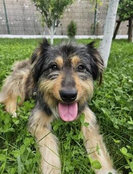 Wilma- neue Familie gesucht - Nürnberg