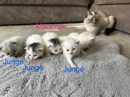 Britisch Kurzhaar/Türkische Angora Mix Kitten - Berlin Steglitz-Zehlendorf