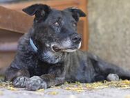DRAGO - Paten für unsere Rentnergang ❤ - Neudenau