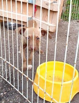 Roby freundlich und verspielt - Haan