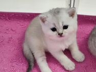 BKH Kitten - Spelle