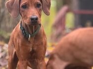 1 Hündin frei reinrassig Rhodesian Ridgeback Welpe kinderlieb, verschmust