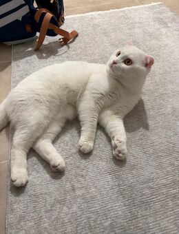 Kater Pablo sucht liebevolles Zuhause mit Katzengesellschaft - Berlin Friedrichshain-Kreuzberg