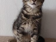 3 Wunderschöne verspielte Katzen abzugeben 1 Kätzchen und 2 Kater - Schrecksbach