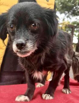 Gisa - zuckersüß, lieb & dankbar - Koblenz