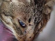 Liebe, verschmuste Katze Lotta - Karlsruhe