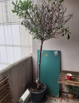 Citrus Baum - Neuss
