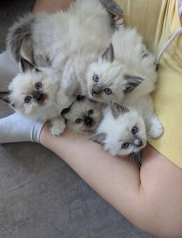 Heilige Birma Kitten Rasse dürfen im August ausziehen, weißes Fell blaue Augen blue Seal Point - Lüneburg