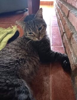 Quevedo; sucht Heim, bietet Liebe - Geilenkirchen