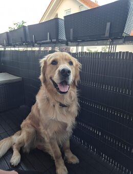 Deckrüde Golden Retriever - Bubsheim