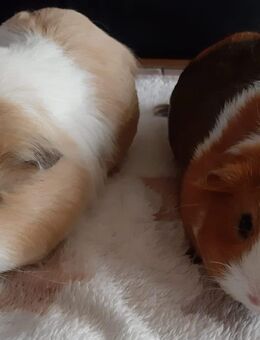 Meerschweinchen Chipsy und Bella - Wefensleben