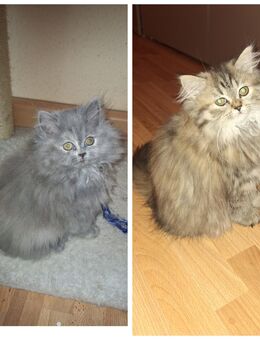 Reinrassige Perserkitten mit nase - Dortmund